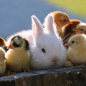 bunny-chicks