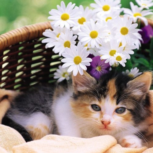 Calico in Basket