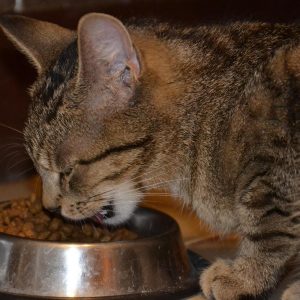Cat Eating Food