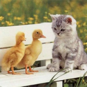 Kitten and Chicks Sitting on a Bench