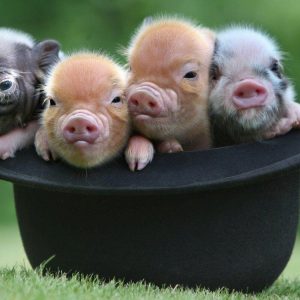 Piglets in a Hat