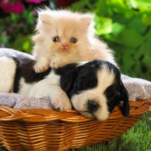 Puppy and Kitten in a Basket