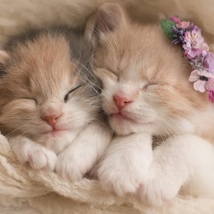 Sleeping Kittens